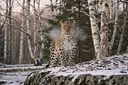 Astonishing Facts About Amur Leopards, the World's Rarest Big Cats