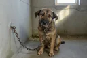 Hard-hitting Animal Abuse Quotes That Will Tug at Your Heart