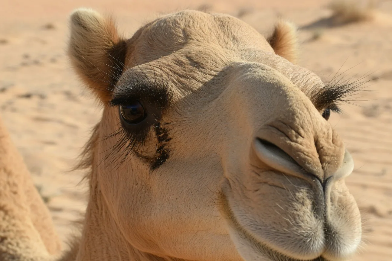 Close-up of a camel's face showing its distinctive double row of thick eyelashes, a key desert adaptation