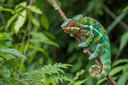 Unbelievably Amazing Examples of Animal Adaptations