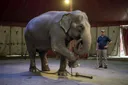 Stop Animal Cruelty! Animal Abuse Facts and Statistics