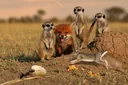 Fun Facts About the Animal Kingdom That Kids Will Enjoy