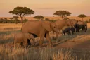 Facts About Animal Rights: What They Are and Why You Should Care