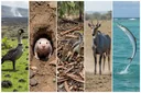 Animals That Start With N