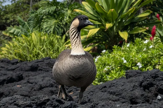 Nene, the Hawaiian goose