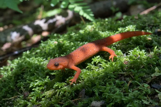 Newt on wet moss