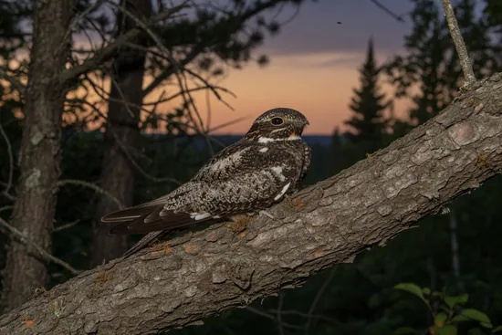 Nighthawk perched along a branch