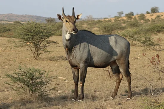Male nilgai, the blue bull antelope
