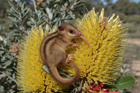 Noolbenger, the honey possum, feeding from a flower