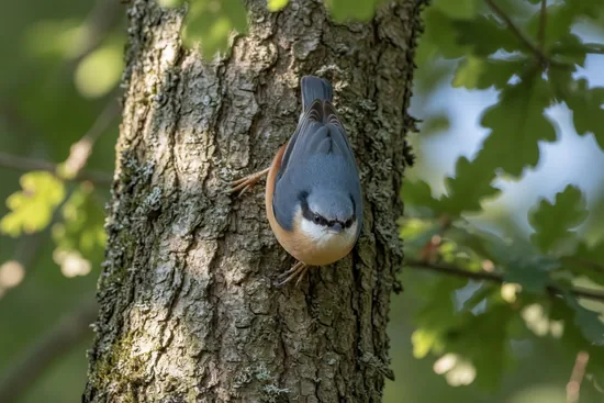 Nuthatch climbing down a tree trunk