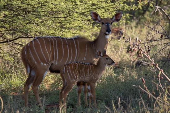 Female nyala antelope with juvenile