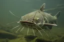 Animals With an Amazing Sense of Taste