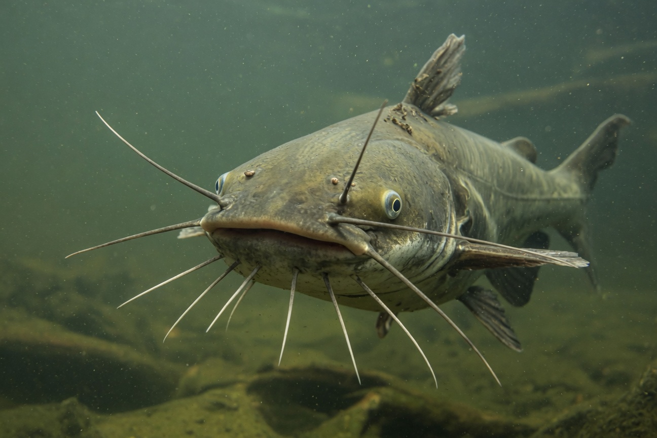 A catfish swims through murky green water with its long sensory whiskers extended.