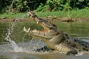 Animals with the Most Powerful Bite Force