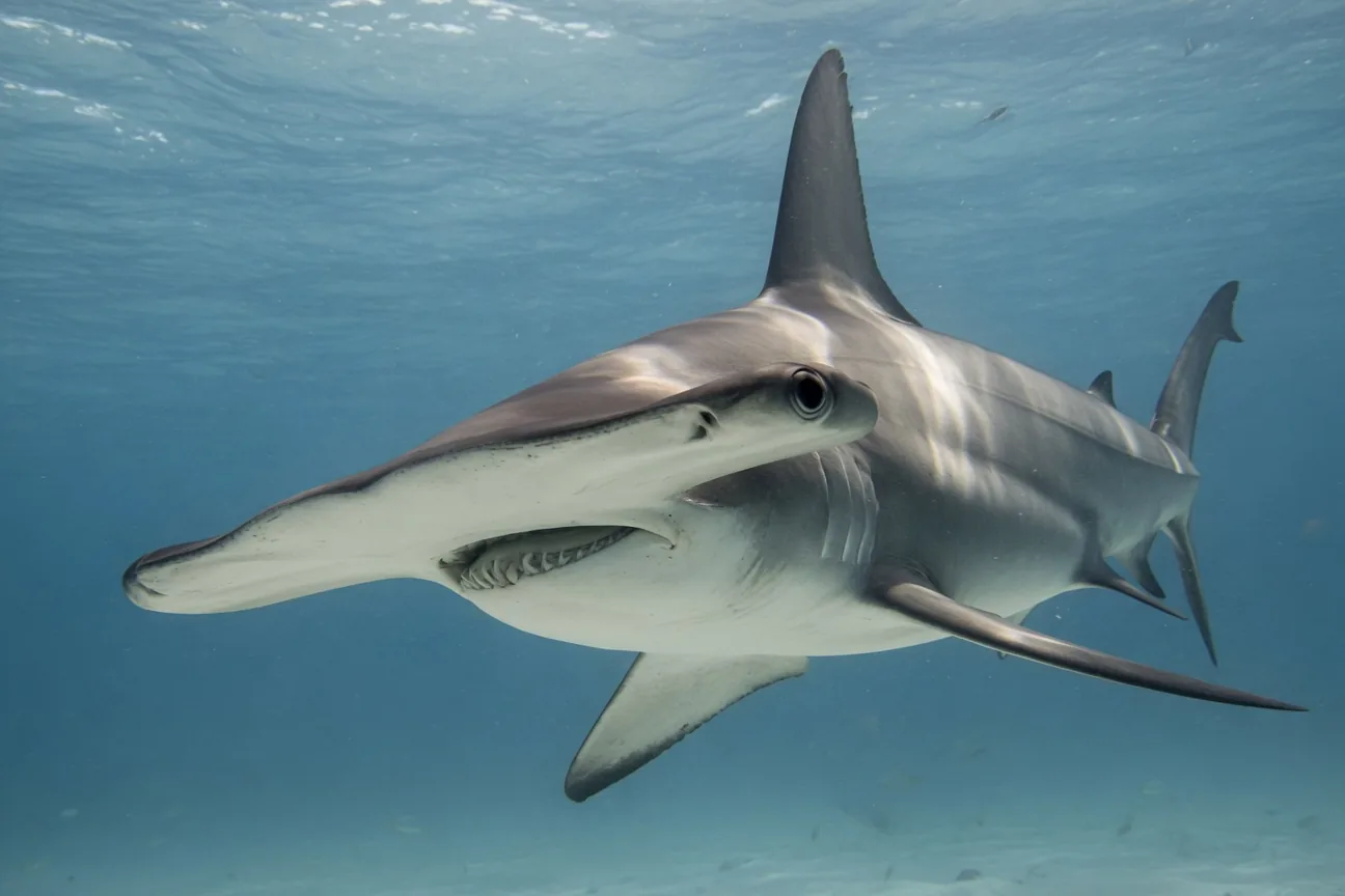 Hammerhead shark swimming in blue ocean, its T-shaped flat head with widely spaced nostrils clearly visible