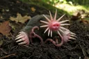 14 Animals With Really Strange Noses You Won't Believe are Real