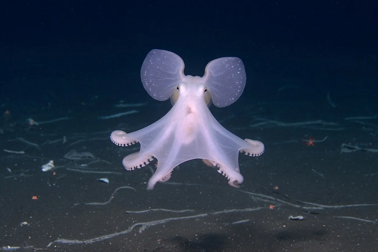 Dumbo octopus in its deep-sea habitat