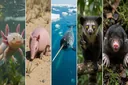52 Animals with the Weirdest Names