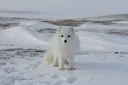 Arctic Fox Adaptations: How This Tiny Fox Survives the Tundra