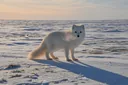 Surprisingly Fantastic Facts About the Arctic Fox