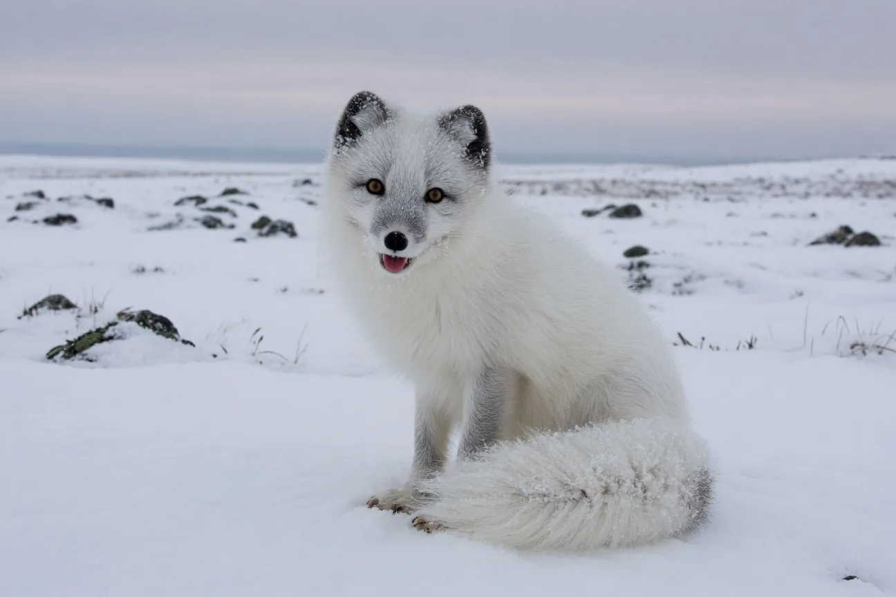 Arctic fox in white winter coat crouching in snow
