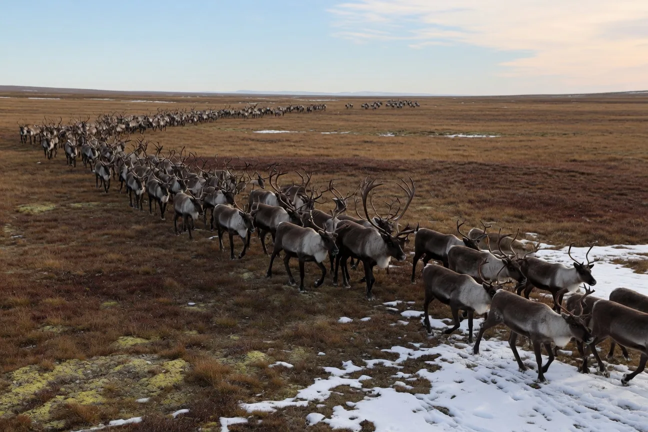 Large herd of caribou migrating across Arctic tundra