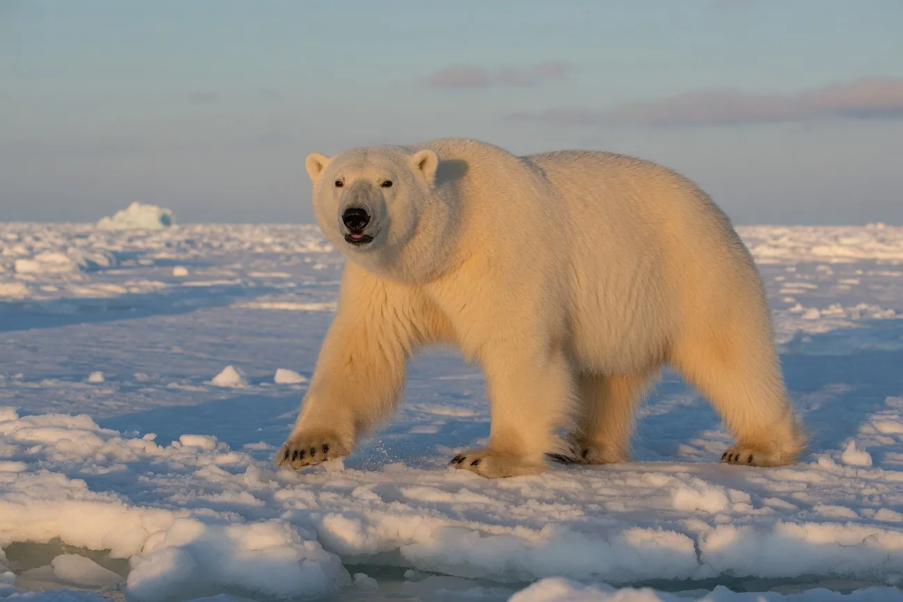 Polar bear standing on Arctic sea ice