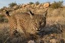 Are Bobcats Dangerous to Humans and Pets?