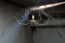 Are Daddy Longlegs Poisonous? You'd Be Beyond Surprised to Know