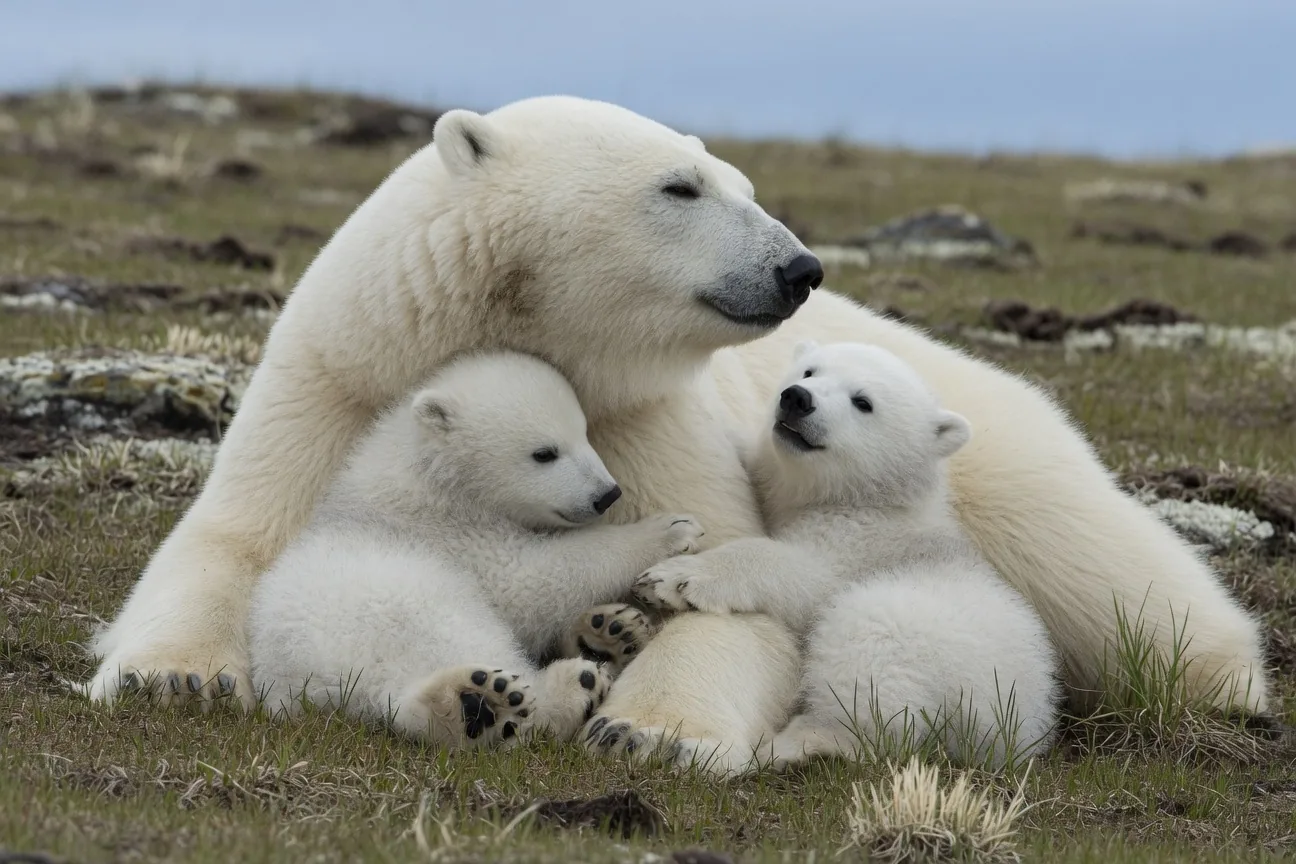A polar bear mother with two white cubs resting together on Arctic tundra