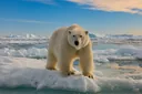 Are Polar Bears Endangered? The Truth Will Leave You in Shock