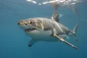 Are Sharks Mammals or Fish? Get Your Answer Right HERE!