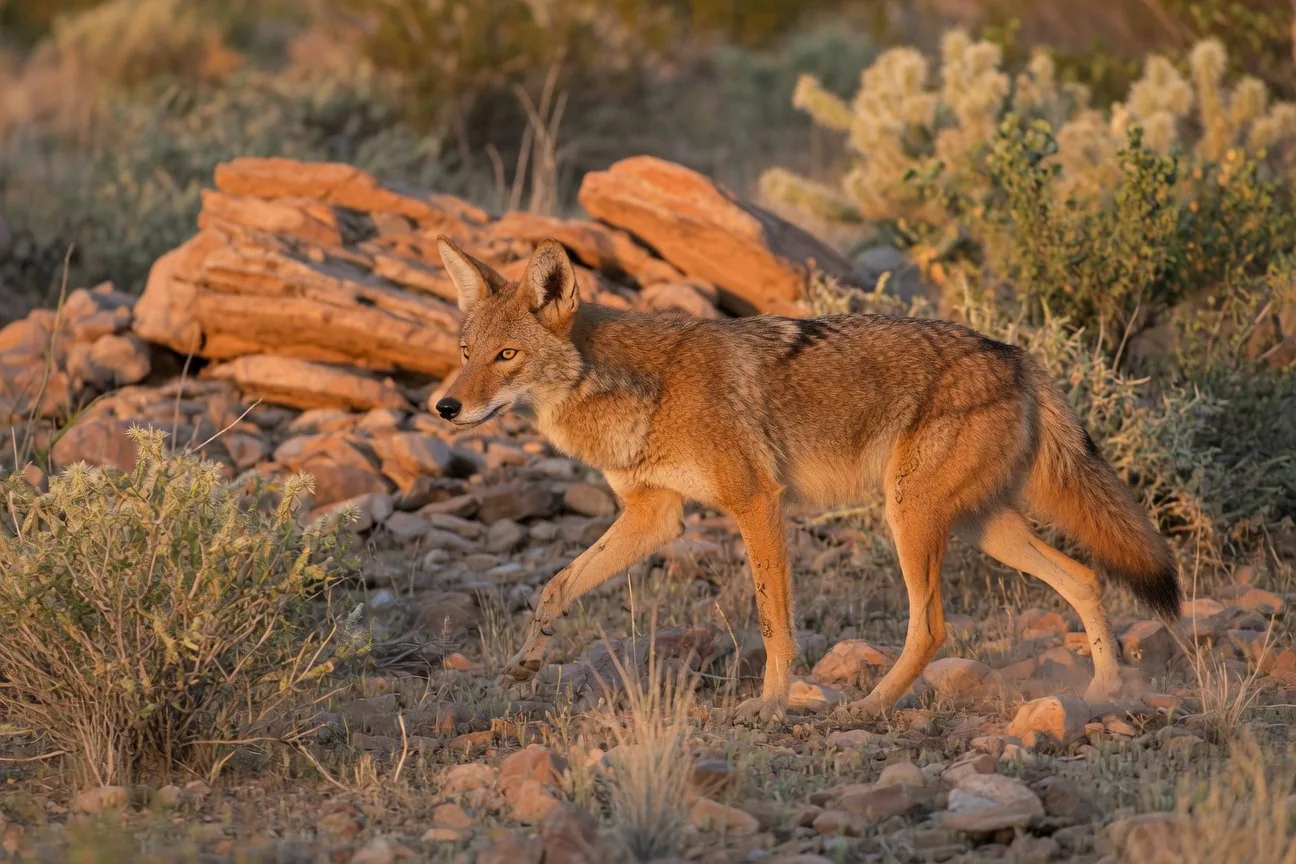 A coyote trotting across rocky Arizona desert terrain at dusk