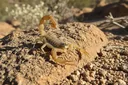 Truly Strange Facts About the Arizona Bark Scorpion