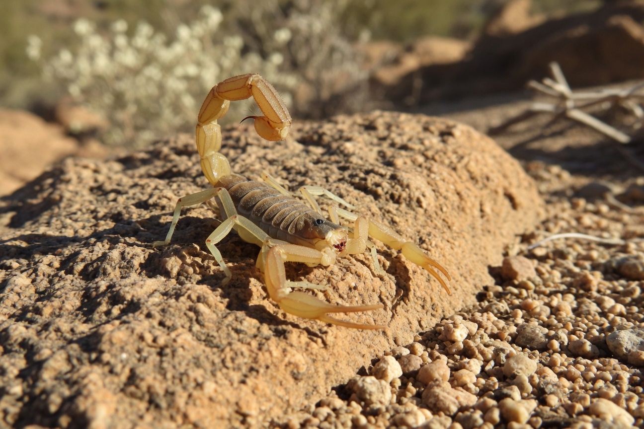 A yellow Arizona bark scorpion with a curved tail perches on a rough rock in a sunny desert environment.