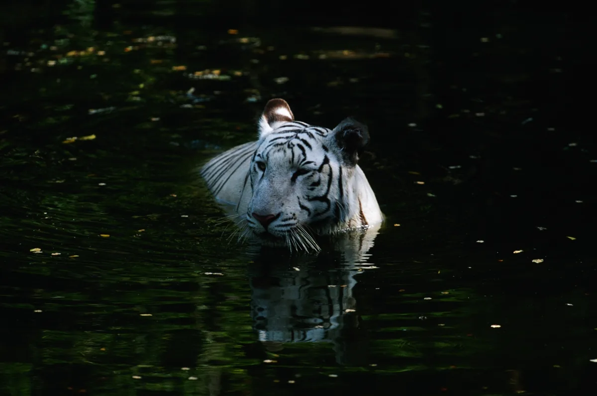 A white tiger wading through water