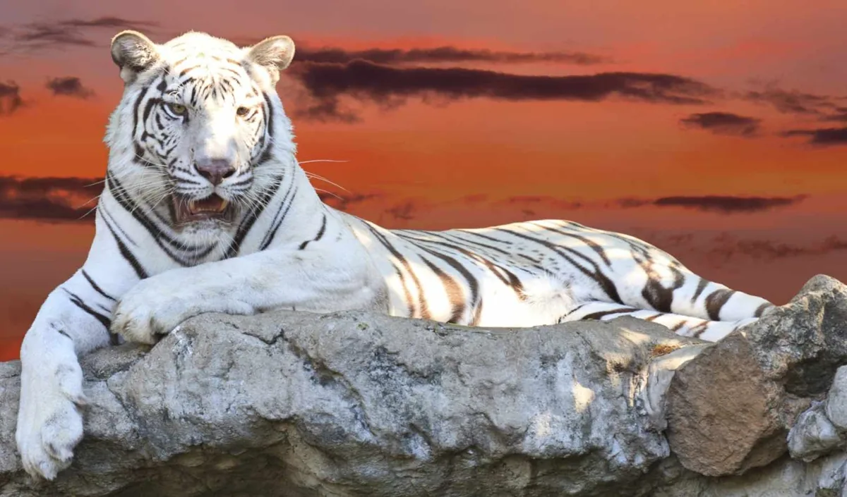 A white tiger sitting, showing its pale coat and dark stripes