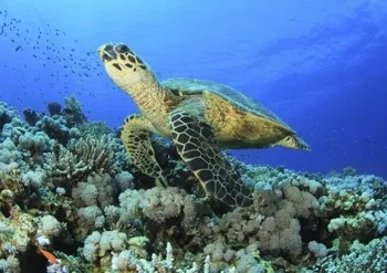 Green Sea Turtle