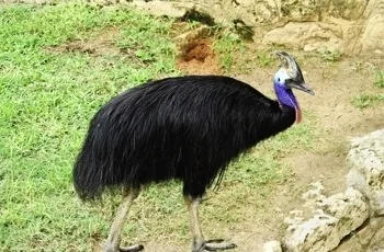 Cassowary bird
