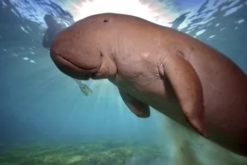 Dugong in water