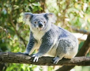 Koala on tree branch