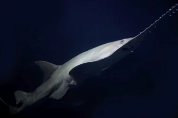 Carpenter shark