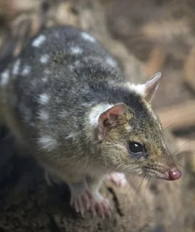 Quoll animal