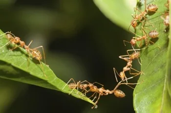 Green Tree Ants