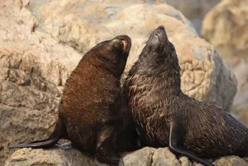Fur Seal
