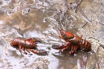 Yabby animal