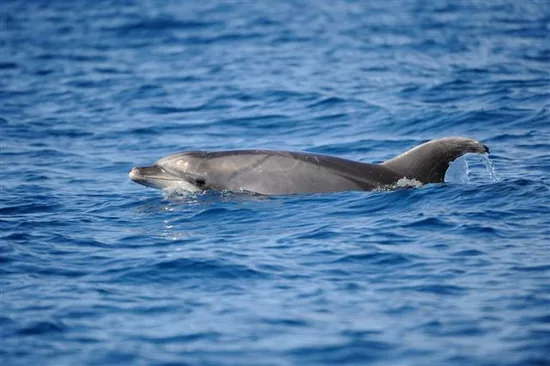 Bottlenose Dolphin