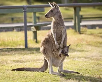 Kangaroo mother and joey