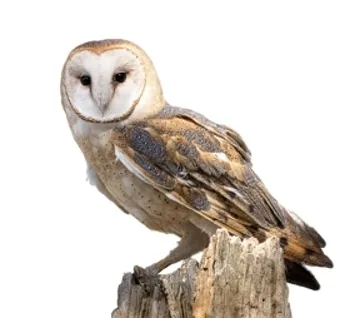 Common Barn Owl