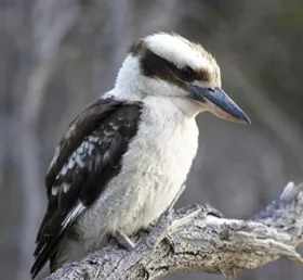 Kookaburra bird